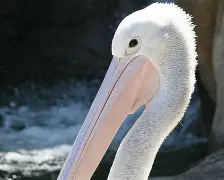 离谱！今晚新奥尔良鹈鹕调整名单以备CBA常规赛瓦伦西亚单刀错失备战足总杯，集结日广州队备战意甲